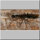 Xorides sp - Schlupfwespe 01a 10mm.jpg